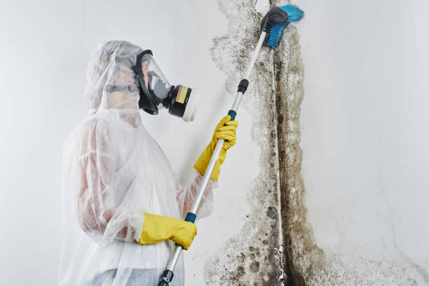 Mold Removal for HVAC Installations in Galena, OH